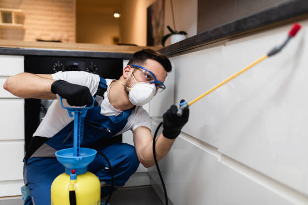 Best Termite Control Services  in Ferndale, MD