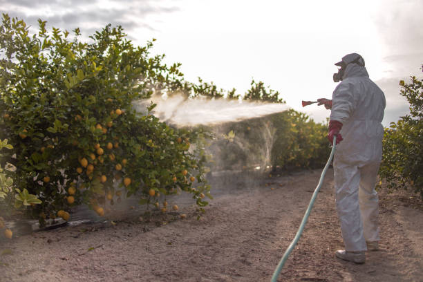 Best Wasp Removal Services  in Ferndale, MD