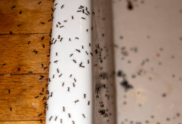 Best Affordable Pest Control Services  in Ferndale, MD