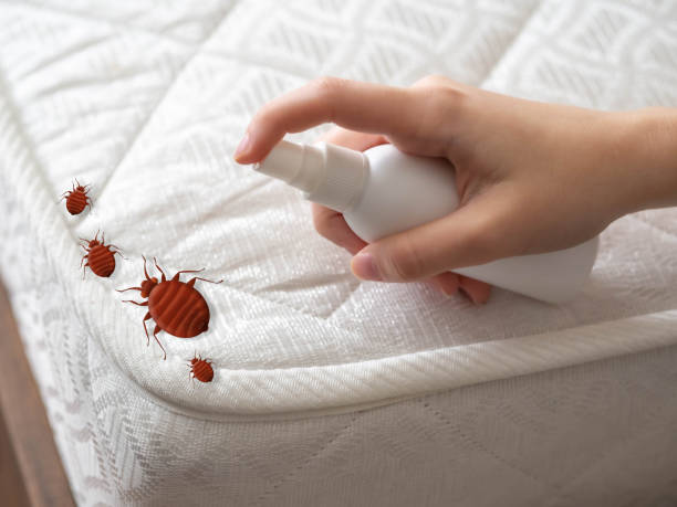 Best Ant Control Services  in Ferndale, MD