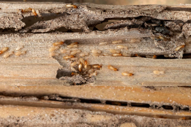 Best Affordable Pest Control Services  in Ferndale, MD