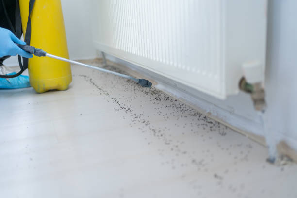 Best Cockroach Control Services  in Ferndale, MD
