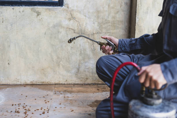 Professional Pest Control in Ferndale, MD